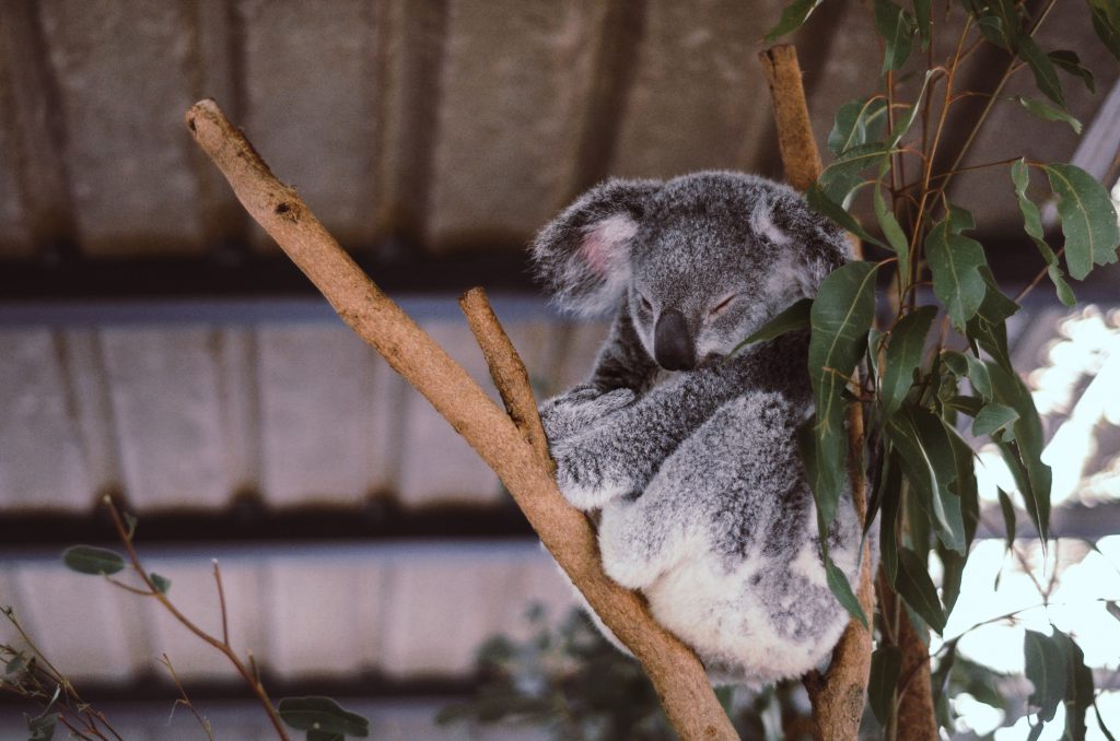 Un koala qui dort dans un arbre en Australie