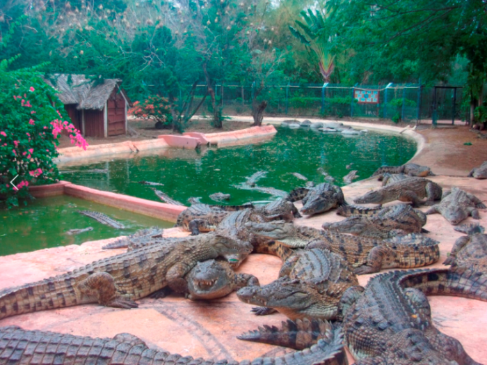 le parc aux crocodiles