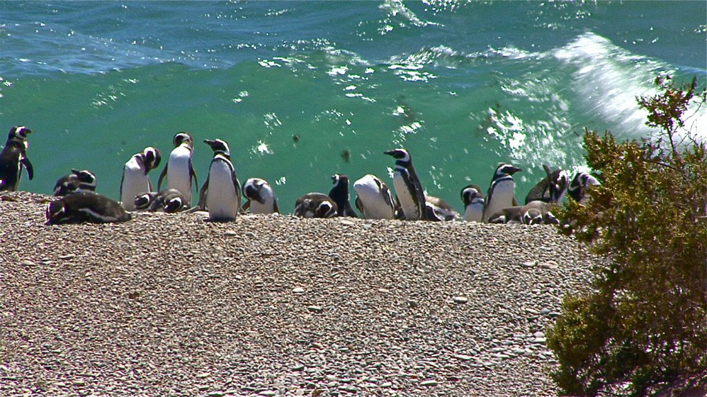 argentine terre des manchots