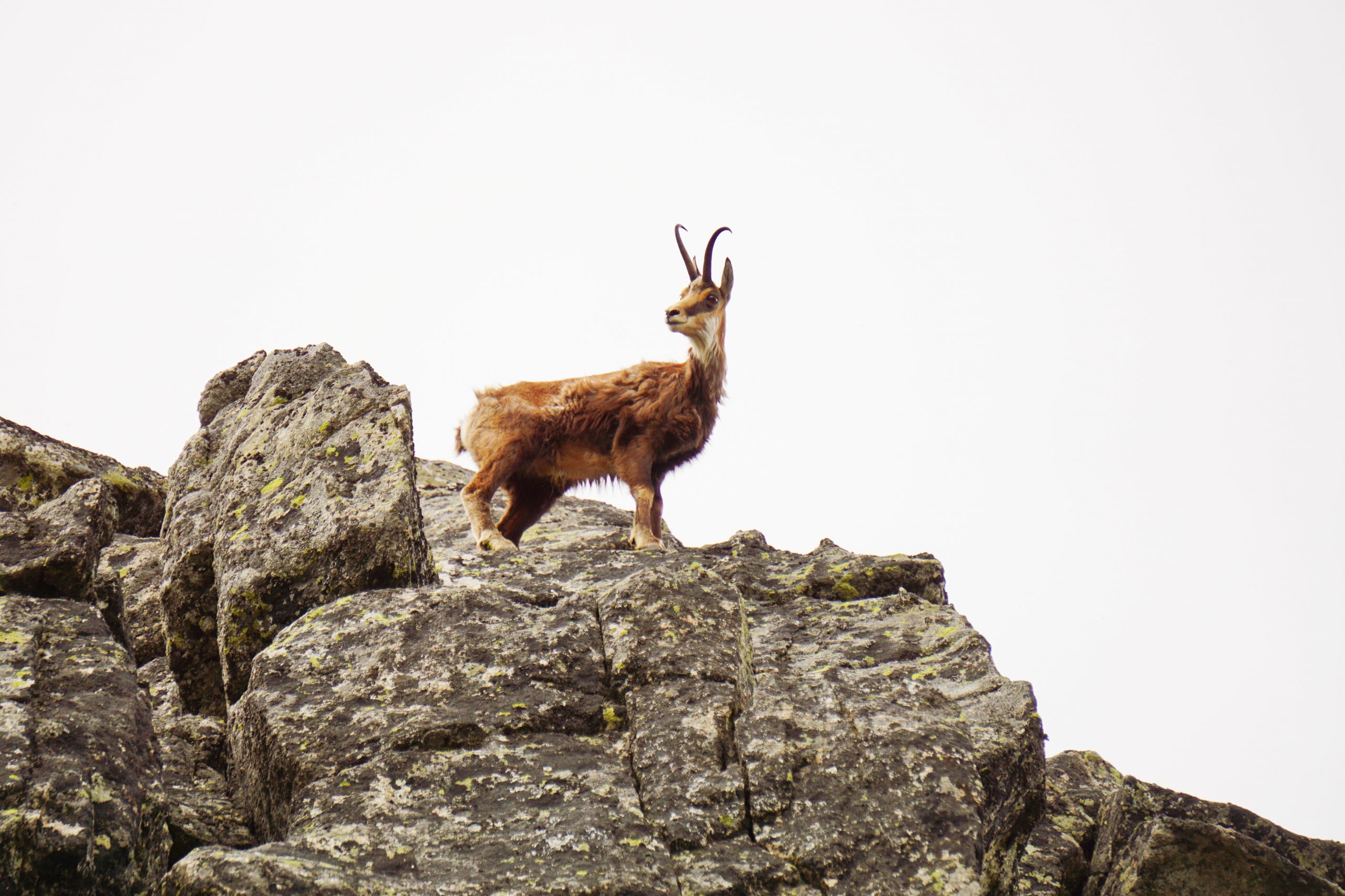 Chamois La Plagne